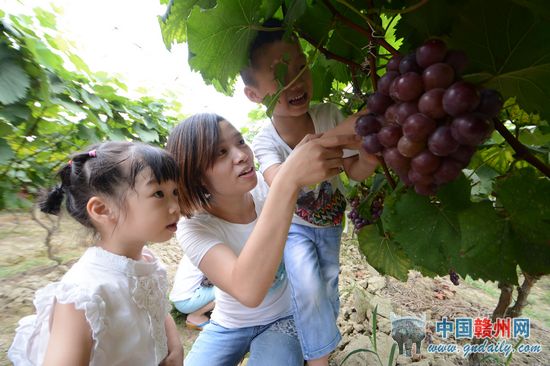 从章贡区看城郊型现代农业发展趋势 中共赣州